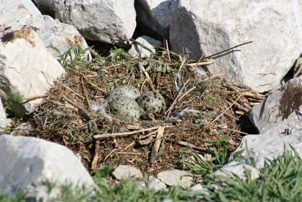 Gull nest by Libby Megna is licensed under CC BY-NC 2.0.